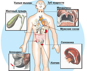 У человека нет лишних органов - полезны все 