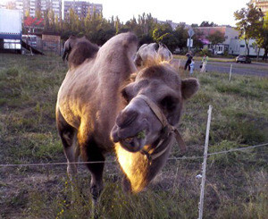 В центре Мариуполя пасутся верблюды  