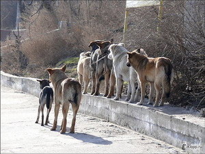 Гражданка такса, предъявите паспорт! 