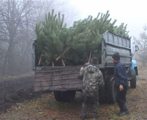 В Луганском заповеднике вырубили 447 крымских сосен 