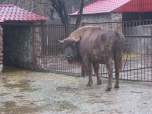 Год Быка принес зубрихе новых друзей 