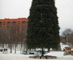 Сегодня разберут городскую елку 