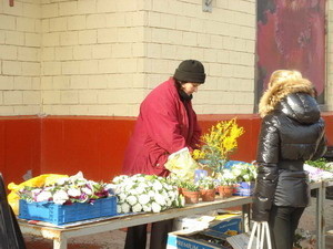 Браконьерские подснежники у нас - нарасхват 