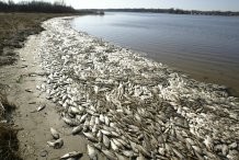 В Киевском водохранилище опять дохнет рыба 