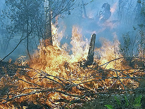 Директора Новомосковского лесхоза взяли под стражу