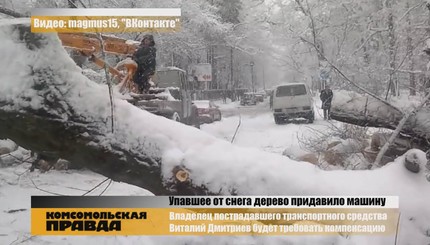 Упавшее от снега дерево придавило машину