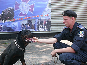 Ротвейлер Арчи сам пришел служить в войска