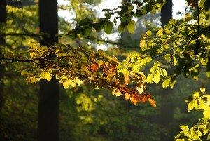 В Украине сохранится тепло