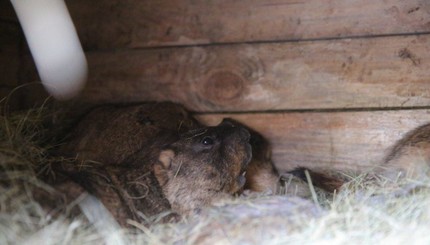 В Запорожье сурки сделали пробный выход