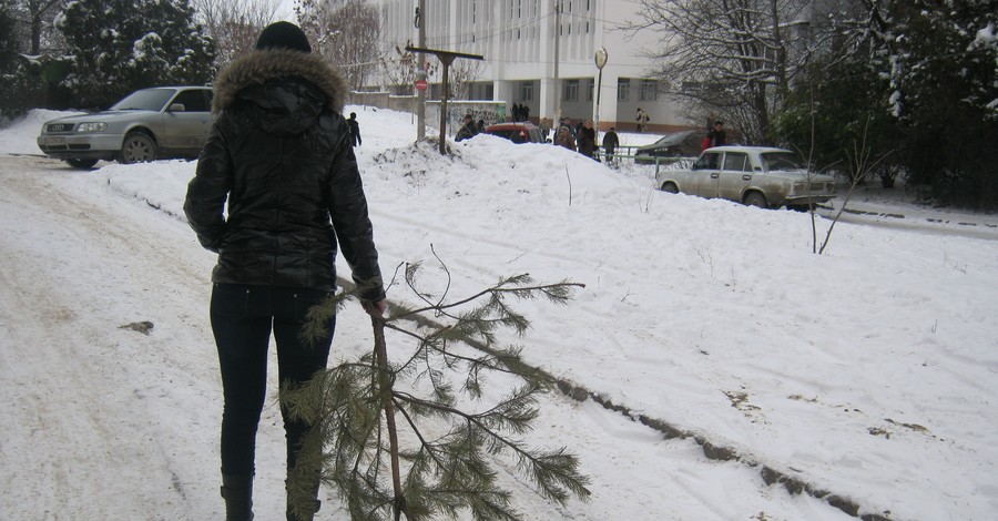 Новогодние елки уезжают на свалку