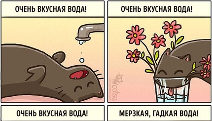 Как меняется жизнь в доме после появления в нем кота 