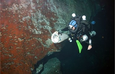 В окрестностях Багамских островов обнаружены неизвестные науке существа