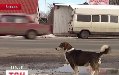 У песика, который полгода ждет на остановке, нашлись настоящие хозяева