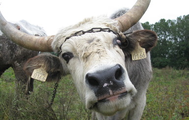 В Крыму из-за вспышки бешенства стадо коров хотят пустить под нож
