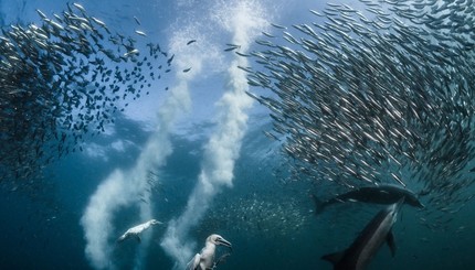 National Geographic определил лучшие фотографии природы уходящего года