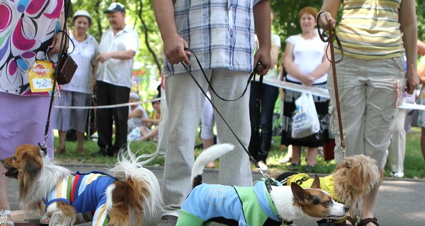 Дворняжки покажут модные костюмы и спортивную подготовку