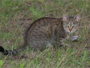 Добряку, спасшему мышь от кошки, грозит 