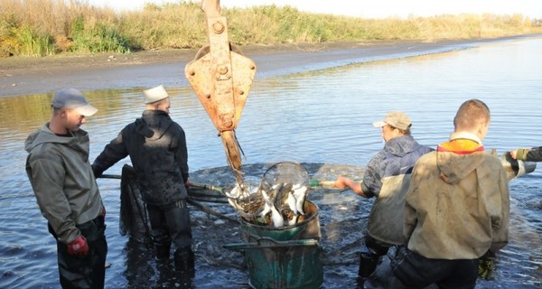 В Печенежское водохранилище запустили 450 тысяч мальков