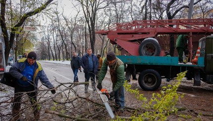 Повалено рекордное количество деревьев - практически столько, сколько высадили