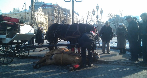 Хозяева лошади, упавшей в центре Львова: 