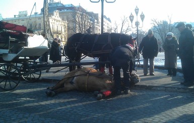 В центре Львова лошадь упала прямо на проезжую часть