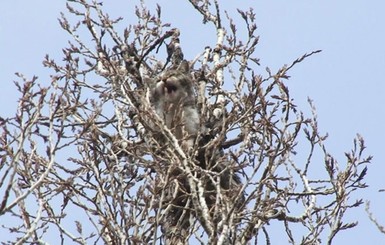 В Одессе кошка три дня просидела на верхушке тополя 