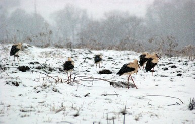 Из-за снегопадов аисты не могут найти свои гнезда