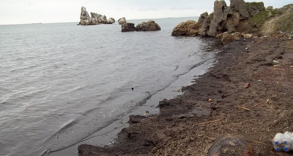 В Керчи спорят, кто должен убрать с пляжа мертвого дельфина