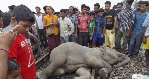 В Индии пассажирский поезд врезался в стадо слонов: погибло две слонихи и слоненок 