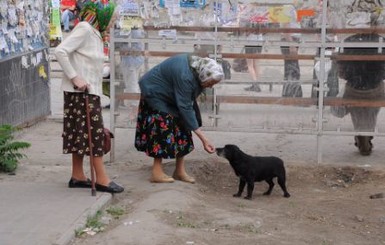 Губернатор отругал мэра из-за бродячих животных