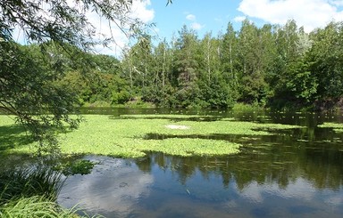 Северский Донец заполонили африканские водоросли 