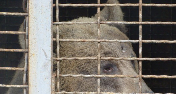 Павлоградскую медведицу отдали замуж в Луганск