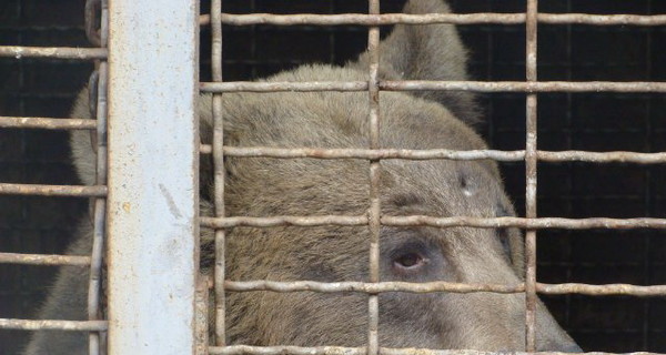 Павлоградскую медведицу отдали замуж в Луганске