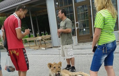 Во Львове по улицам разгуливает лев Папы Римского