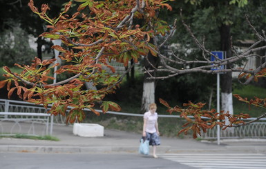 Городские деревья губит паутинный клещ