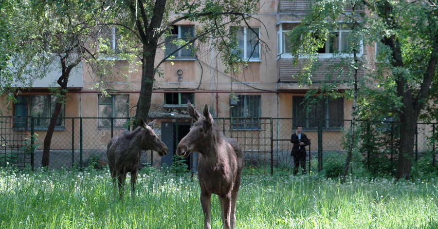 Парки Донецка  заполнили белки, а по улицам бегают фазаны