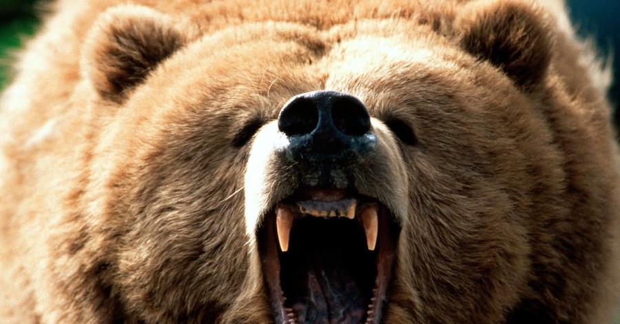 Житель Закарпатья едва не потерял голову в схватке с медведем