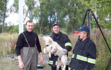 В Тернополе ради дворняжки развернули спасательную операцию 