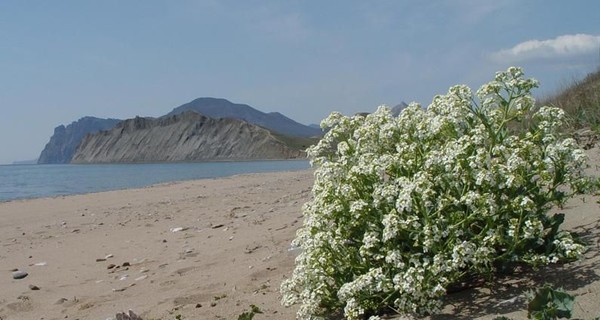 В Крыму гибнут уникальные пляжные растения