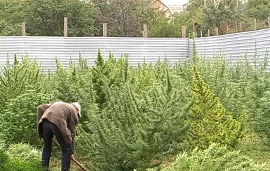 В спальном районе Запорожья нашли конопляное поле на миллион