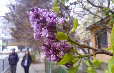 В Крыму в ноябре зацвела сирень и юкка