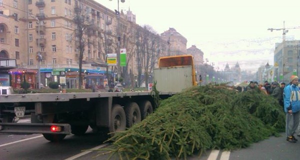 На Крещатик привезли живую елку