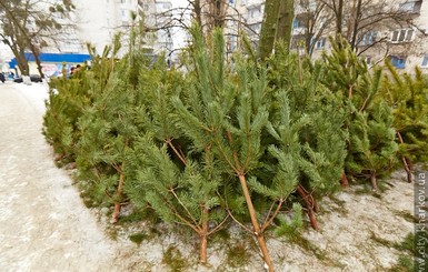 Милиция открыла охоту на торговцев незаконными елками