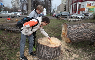 К весне в городе спилят тысячи деревьев