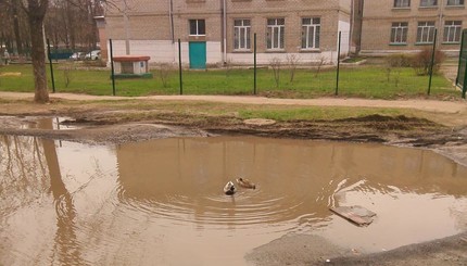 В Харькове в луже посреди дороги поселились утки