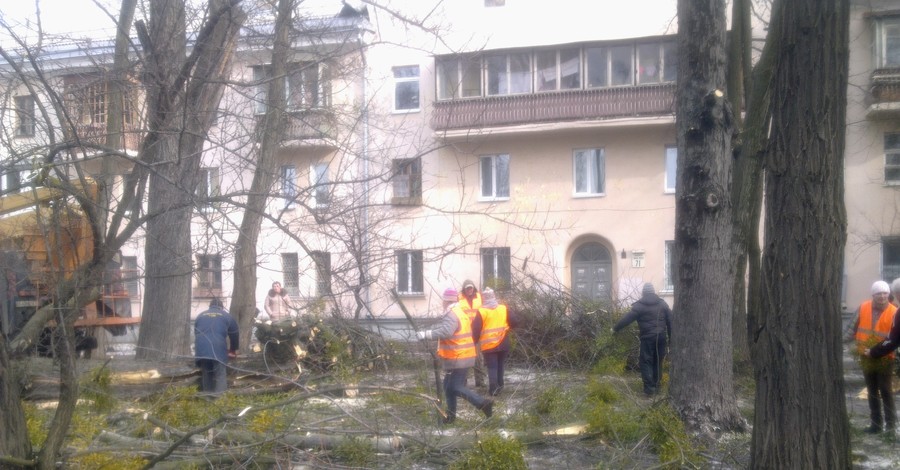 В Киеве объявили войну растению-паразиту