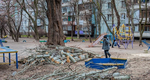 В Запорожье ураган вырывал тополя с корнями