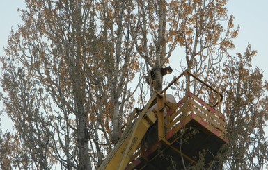 Под Одессой кота снимали с дерева почти неделю