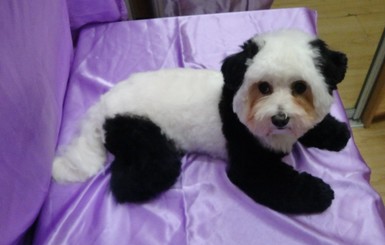 Одесская мастерица перекрасили щенка в панду