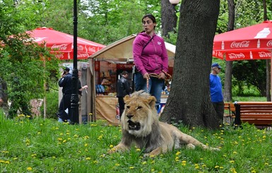 В центре Киева по парку гуляет лев